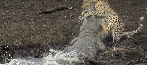 Крокодил за доли секунды поймал гепарда и утащил под воду — видео Крокодил за доли секунды поймал гепарда и утащил под воду — видео - Sputnik Кыргызстан
