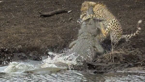 Крокодил за доли секунды поймал гепарда и утащил под воду — видео - Sputnik Кыргызстан
