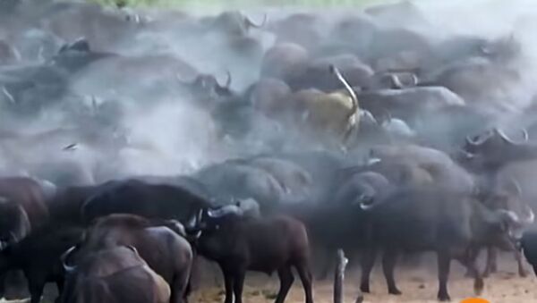 Огромное стадо буйволов до смерти забодало львицу — видео - Sputnik Кыргызстан
