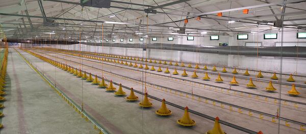 Агро Куш канаттуулар фабрикасынын курулушунун жүрүшү - Sputnik Кыргызстан