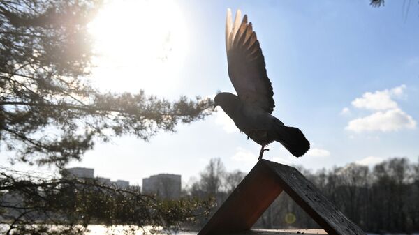 Голубь на кормушке для птиц в парке. Архивное фото - Sputnik Кыргызстан