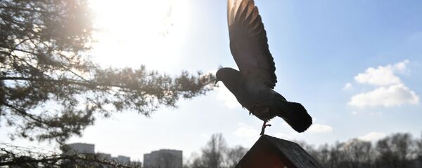 Теплая погода в Москве - Sputnik Кыргызстан