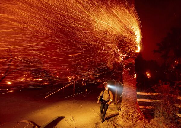 Пожарный проходит мимо горящего дерева во время тушения пожара в общине Сильверадо в Калифорнии - Sputnik Кыргызстан