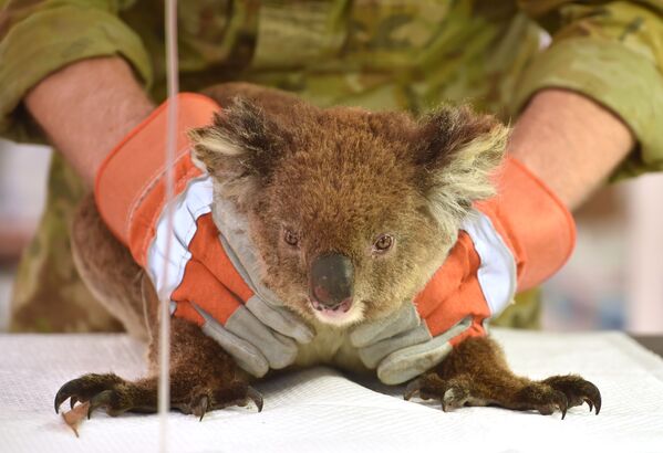 Австралия, токойдогу өрттө күйүк алган коала Кенгуру аралындагы жапайы жаратылыш паркынын талаа госпиталында дарыланып жатат - Sputnik Кыргызстан