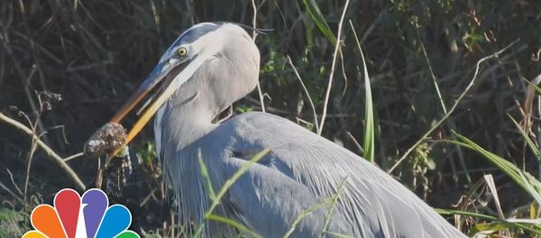 Оңой эле сугунуп ийди! Аллигаторду жеп салган көк кытандын видеосу - Sputnik Кыргызстан