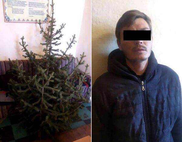 Мужчина срубил елку в парке Каракола и хотел установить ее дома — фото - Sputnik Кыргызстан