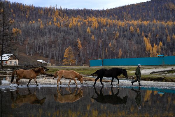 Местный житель ведет лошадей на пастбище вблизи села Алыгджер Тофаларского муниципального образования Иркутской области - Sputnik Кыргызстан