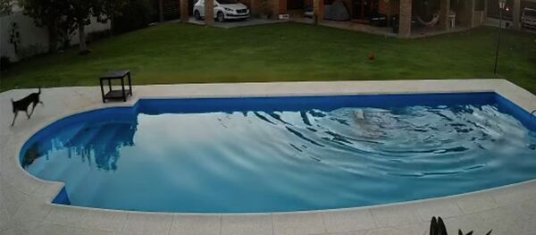 Щенок вытащил упавшую в бассейн слепую собаку — видео растрогало соцсети - Sputnik Кыргызстан