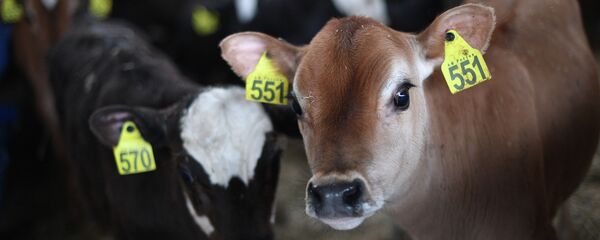 Телята. Архивное фото - Sputnik Кыргызстан