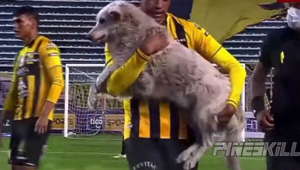 Бездомный пес прервал матч чемпионата Боливии и обрел хозяина — видео - Sputnik Кыргызстан