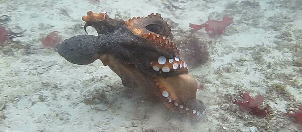 Осьминогдор чабышып, чапчышып... Суу түбүндө тартылган таң калычтуу видео - Sputnik Кыргызстан