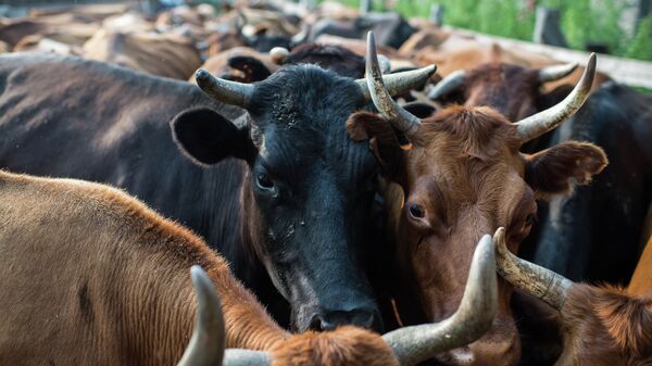 Стадо коров. Архивное фото - Sputnik Кыргызстан