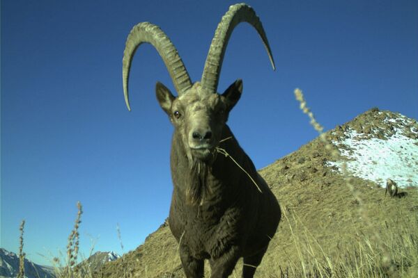 Сары-Чат — Ээр-Таш коругунда аркар, кулжанын саны үч миңге чейин өстү - Sputnik Кыргызстан