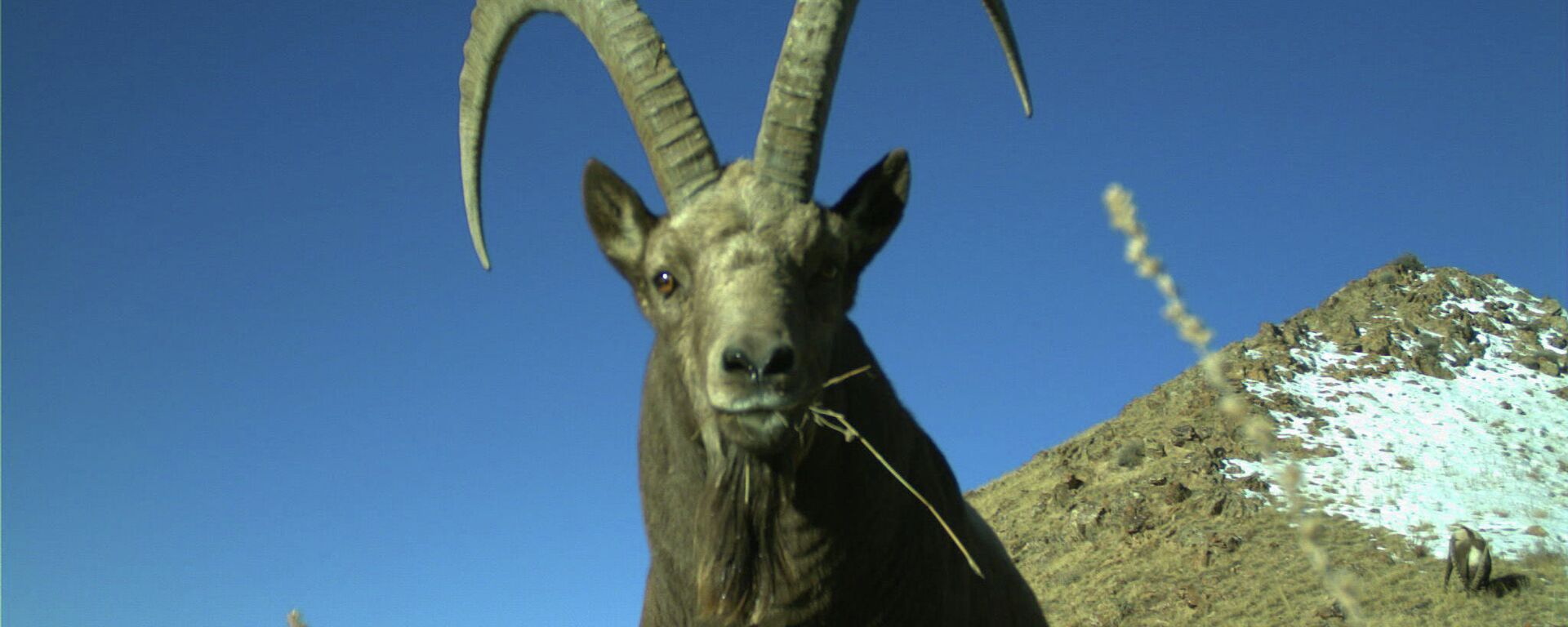Козерог в Государственном природном парке Хан-Теңири - Sputnik Кыргызстан, 1920, 09.04.2026