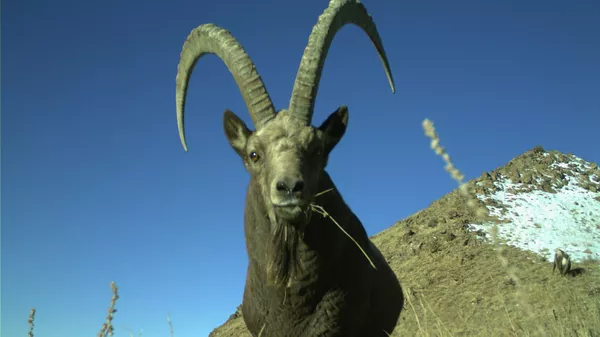 Козерог в Государственном природном парке Хан-Теңири - Sputnik Кыргызстан