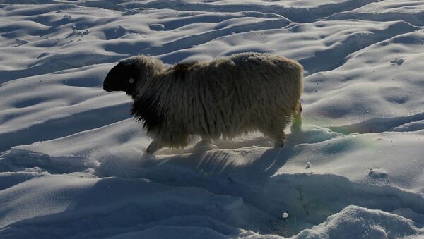 Овца в поле недалеко от зимней чабанской стоянки. Архивное фото - Sputnik Кыргызстан
