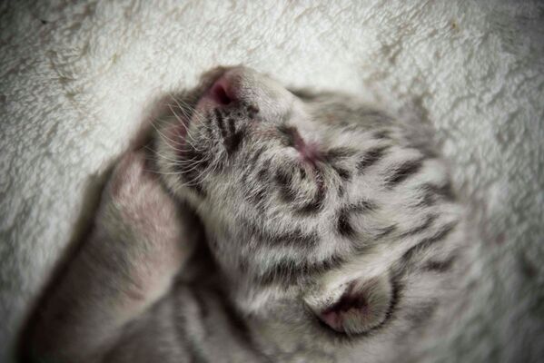 Новорожденный белый тигр - Sputnik Кыргызстан