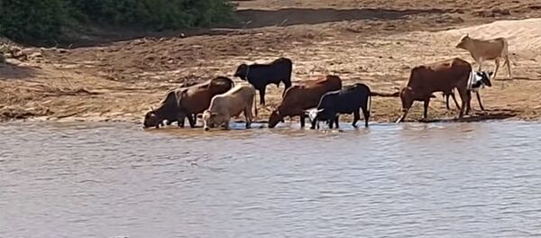 Жыра тартып... Крокодилдердин олжосун илип кеткен бегемоттордун видеосу - Sputnik Кыргызстан