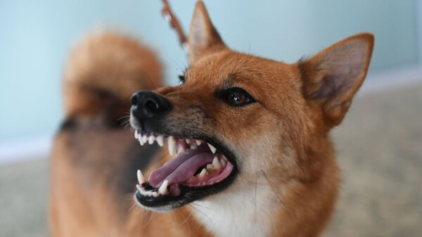 Собака оскалила пасть. Архивное фото - Sputnik Кыргызстан