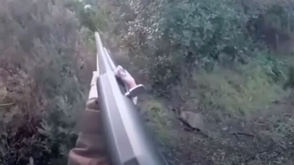 Охотница не смогла застрелить кабана и отбивалась от него ружьем. Видео - Sputnik Кыргызстан