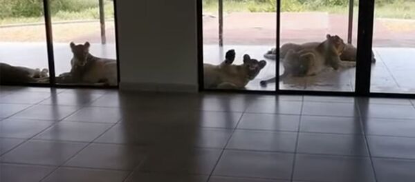 Арстандар үйдү ээлеп алганда. Түштүк Африкадан тартылган видео - Sputnik Кыргызстан