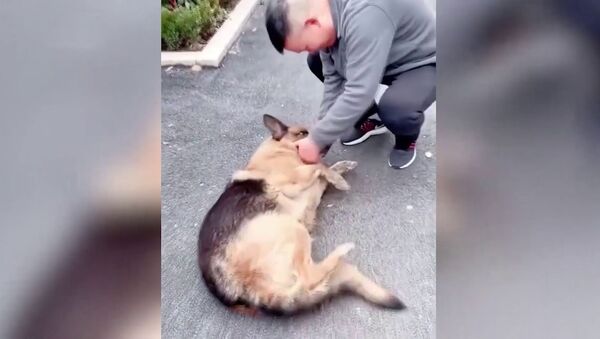Служебный пес заплакал при встрече с полицейским после долгой разлуки. Видео - Sputnik Кыргызстан