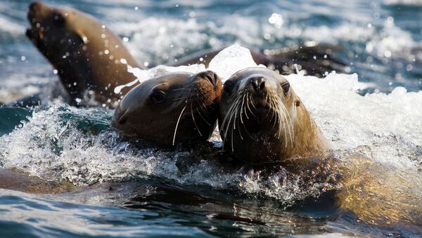 Ушастые тюлени — сивучи в акватории Невельского порта - Sputnik Кыргызстан