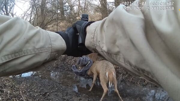 Рейнджер метким выстрелом спас оленей, сцепившихся намертво рогами. Видео - Sputnik Кыргызстан