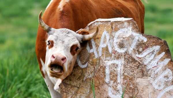 Коровы на пастбище в Хакасии - Sputnik Кыргызстан