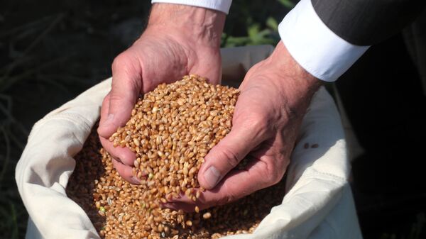 Мужчина держит на ладонях зерна пшеницы. Архивное фото - Sputnik Кыргызстан