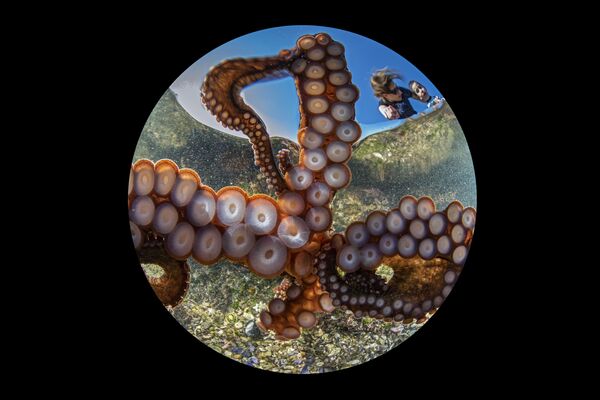 Снимок The Day of the Tentacles фотографа Gaetano Dario Gargiulo, победивший в категории Best of Show конкурса 2020 Ocean Art Underwater Photo  - Sputnik Кыргызстан