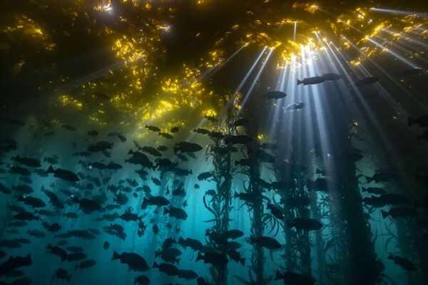 Снимок Cathedral of Kelp фотографа Jon Anderson, победивший в категории Coldwater конкурса 2020 Ocean Art Underwater Photo  - Sputnik Кыргызстан