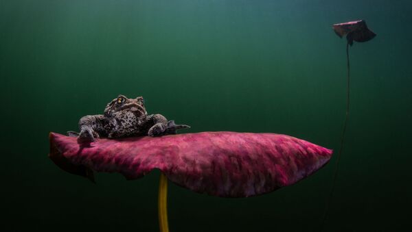 Снимок Waiting for the Kiss фотографа Johan Sundelin, занявший 2 место в категории Coldwater конкурса 2020 Ocean Art Underwater Photo  - Sputnik Кыргызстан