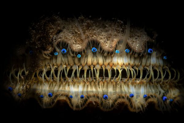 Снимок The Eyes Have It фотографа Thomas Gaitley, занявший 4 место в категории Portrait конкурса 2020 Ocean Art Underwater Photo  - Sputnik Кыргызстан
