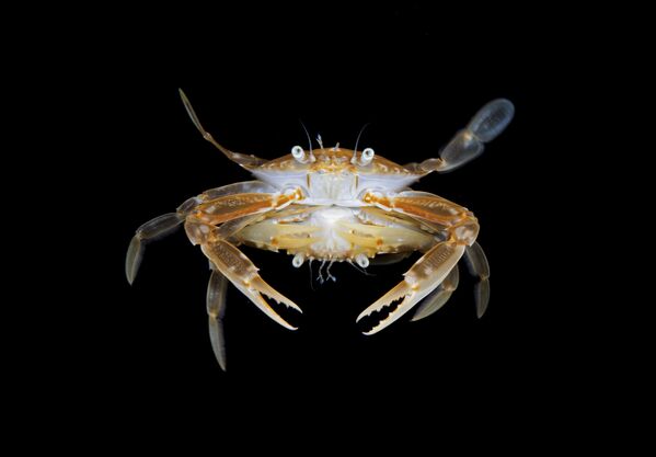 Снимок Mating Crabs фотографа Steven Kovacs, победивший в категории Marine Life Behavior конкурса 2020 Ocean Art Underwater Photo  - Sputnik Кыргызстан