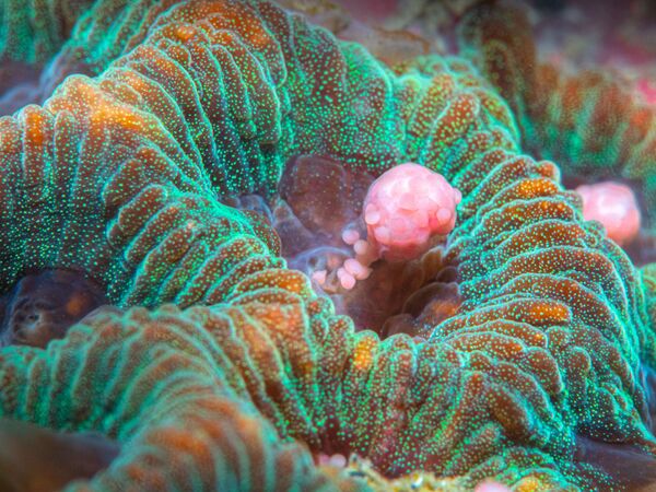 Снимок Coral Spawning фотографа Chia Chi Chang, победивший в категории Compact Behavior конкурса 2020 Ocean Art Underwater Photo  - Sputnik Кыргызстан