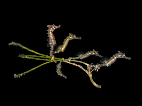 Снимок 5 Baby Seahorses фотографа PT Hirschfield, победивший в категории Compact Macro конкурса 2020 Ocean Art Underwater Photo  - Sputnik Кыргызстан