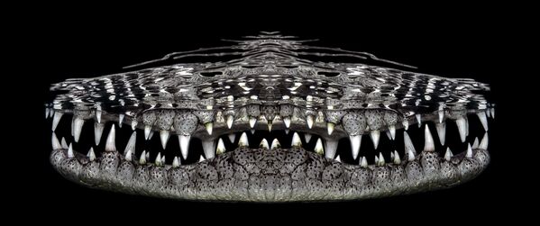 Крокодилдин жаагы. Күзгүгө чагылдырылып тартылган сүрөт. - Sputnik Кыргызстан