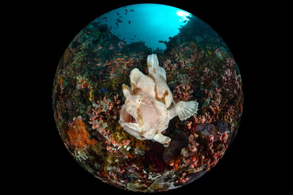 Снимок Giant Frogfish фотографа  Enrico Somogyi, победивший в категории Compact Wide Angle конкурса 2020 Ocean Art Underwater Photo  - Sputnik Кыргызстан