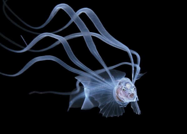 Снимок Acanthonus Armatus фотографа Steven Kovacs, победивший в категории Blackwater конкурса 2020 Ocean Art Underwater Photo  - Sputnik Кыргызстан