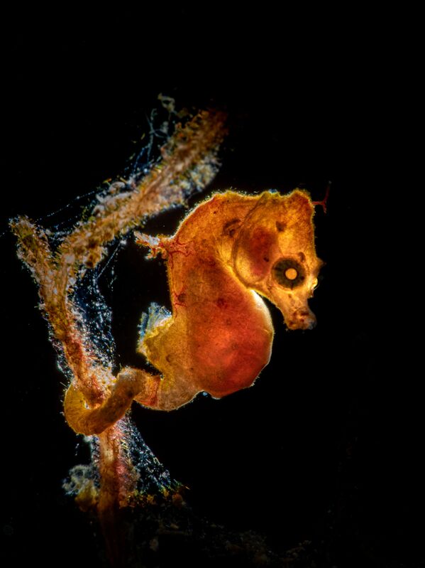 Снимок Seahorse фотографа Galice Hoarau, победивший в категории Macro конкурса 2020 Ocean Art Underwater Photo  - Sputnik Кыргызстан