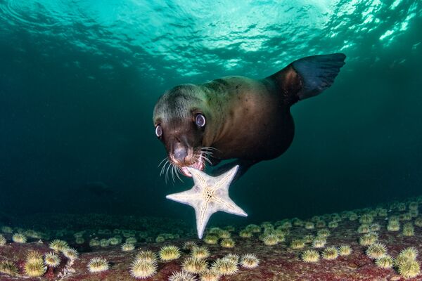 Снимок My New Toy фотографа Celia Kujala, занявший 4-е место в категории Wide Angle конкурса 2020 Ocean Art Underwater Photo  - Sputnik Кыргызстан