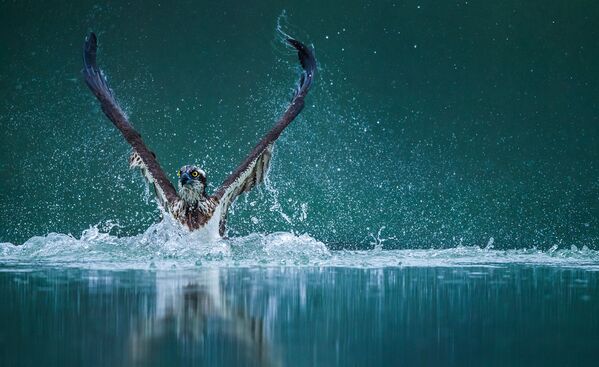Снимок из портфолио китайского фотографа Wenming Tang, занявшего 2-е место в категории Nature, Sealife, Wildlife Portfolio конкурса 2020 Travel Photographer of the Year - Sputnik Кыргызстан