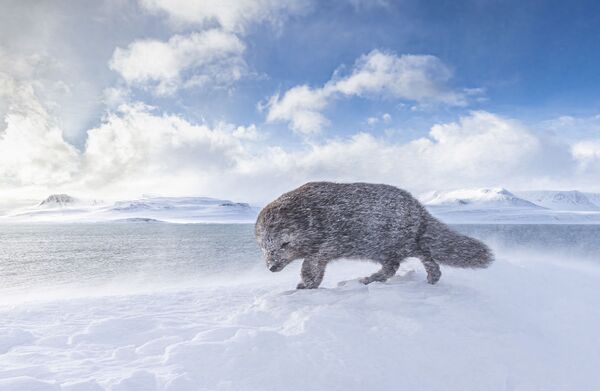 Снимок из портфолио британского фотографа David Gibbon, удостоенный особой похвалы в категории Nature, Sealife, Wildlife Portfolio конкурса 2020 Travel Photographer of the Year - Sputnik Кыргызстан