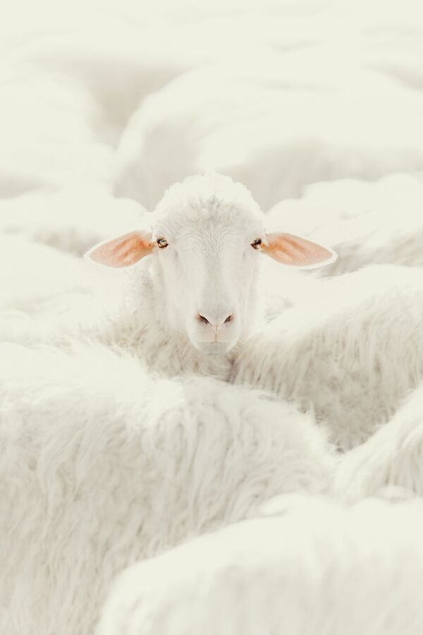 Снимок A Sheep итальянского фотографа Claudia Guido, победивший в категории Nature среди профессионалов конкурса Tokyo International Foto Awards 2020 - Sputnik Кыргызстан