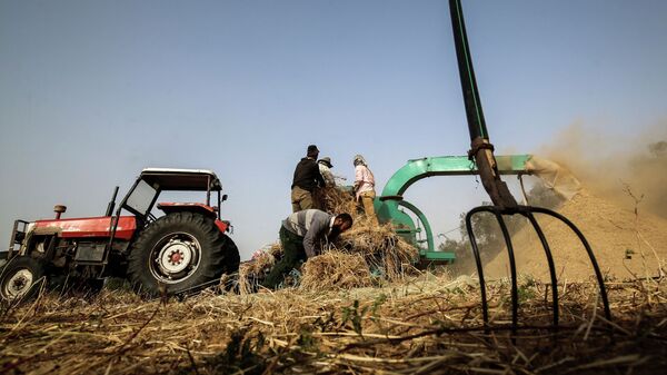 Фермеры собирают пшеницу на поле. Архивное фото - Sputnik Кыргызстан
