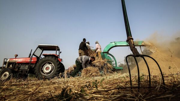 Фермеры собирают пшеницу на поле. Архивное фото - Sputnik Кыргызстан
