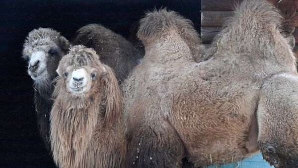 Азиатские двугорбые  верблюды. Архивное фото - Sputnik Кыргызстан