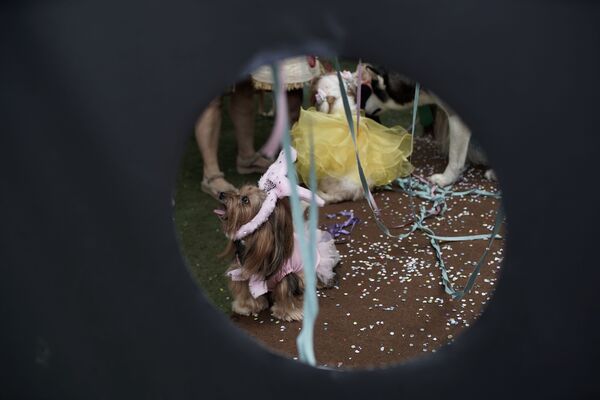Бразилиядагы карнавал майрамы бир гана адамдар үчүн эмес - Sputnik Кыргызстан