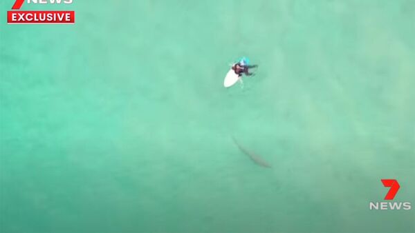 Серфер чуть не запрыгнул на акулу, пытаясь встать на доску. Видео - Sputnik Кыргызстан